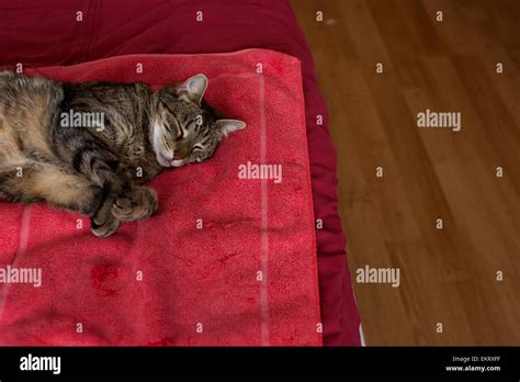 Cat sleeping on mat hi-res stock photography and images - Alamy