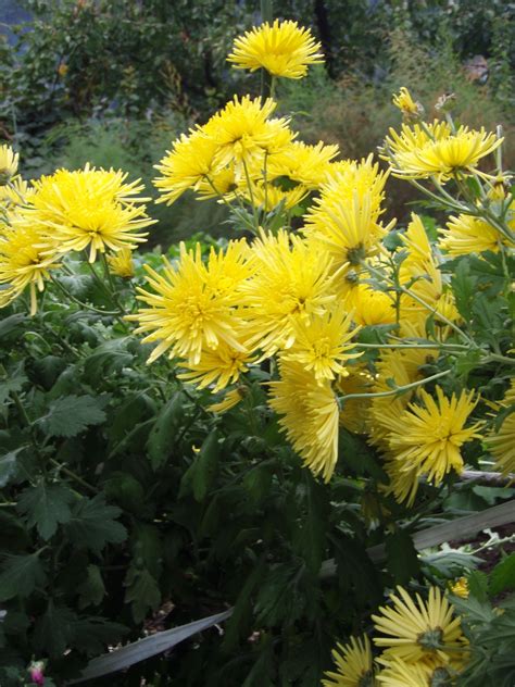 Chrysanthemum x morifolium (Chrysanthemum, Florist's Chrysanthemum, Florist's Daisy, Garden ...