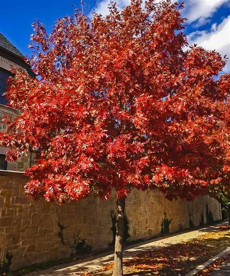 Shumard Red Oak Trees For Sale Online | The Tree Center