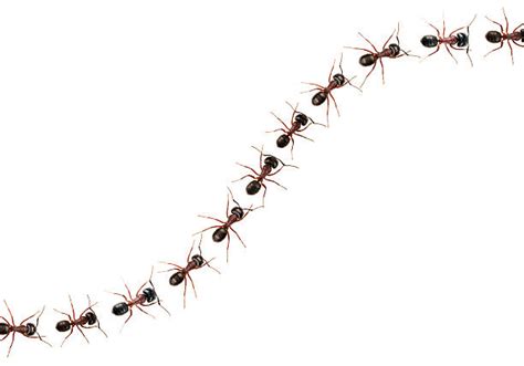 1,200+ Ants Community Stock Photos, Pictures & Royalty-Free Images - iStock