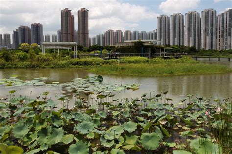 A dark nickname, oysters and wetlands: Tin Shui Wai before Hong Kong’s ...