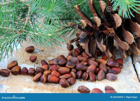 Pine Nuts, with Cedar Cones and Fir Tree Stock Photo - Image of pattern ...