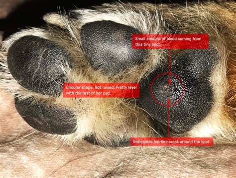 Need a second opinion, dog’s paw. Looks like a wart on metacarpal pad ...