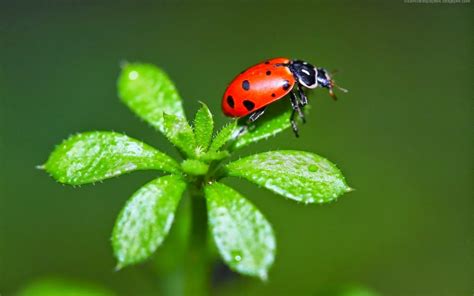 paulbarford heritage the ruth: Ladybugs Wallpapers