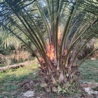 Sawit yang Tak Berbuah Jangan Dibakar, Begini Solusinya - elaeis.co