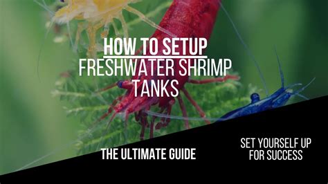 How to Set up a Freshwater Shrimp Tank: The Ultimate Guide ...