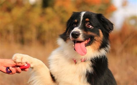 Methods to Train Bernese Mountain Dog - Strategies and Techniques for ...