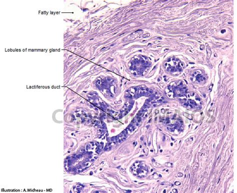 mammary gland histology : Biological Science Picture Directory – Pulpbits.net