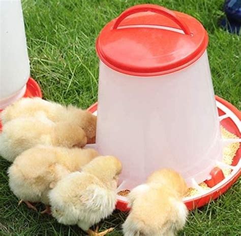 What To Feed Baby Chickens After Hatching? - Sand Creek Farm