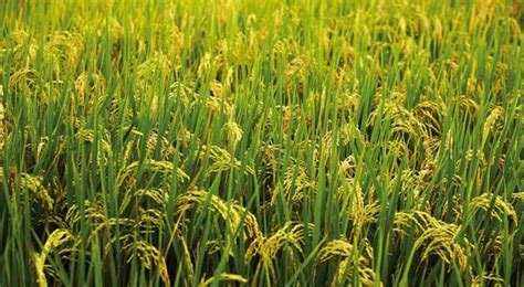 Rice Farming Information Guide | Asia Farming