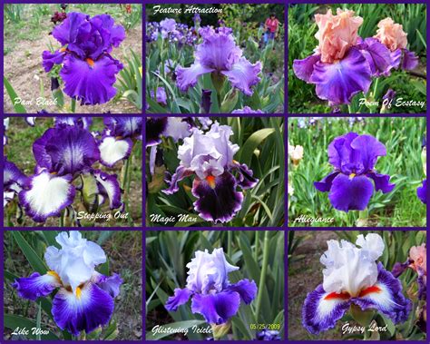 World of Irises: TALL BEARDED IRIS, MY FAVORITE PURPLES, PART ONE