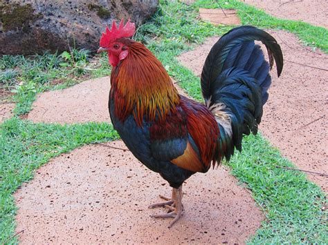 Free photo: Wild Hawaiian Chickens - Bird, Chickens, Hawaii - Free ...