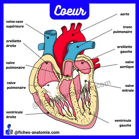 Anatomie du cœur - fiches-anatomie.com