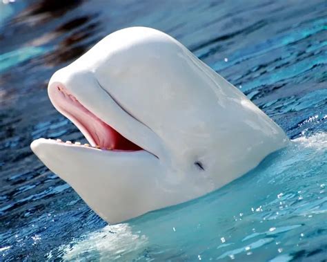 Beluga Whale - Facts, Diet, Habitat & Pictures on Animalia.bio