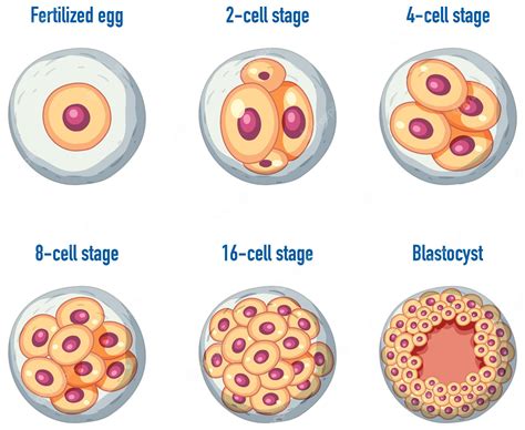 Real Human Egg Cell