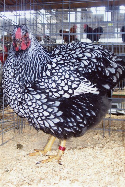 Black Laced Silver Wyandottes Started Pullets | Cackle Hatchery