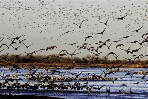 Sandhill Crane | Great Migration