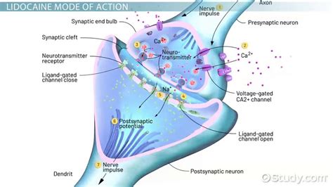 Lidocaine: Structure & Mechanism of Action - Lesson | Study.com