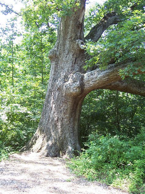 Maryland State Tree| White Oak