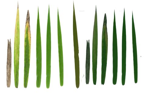 Grass Texture PNG | PNG All