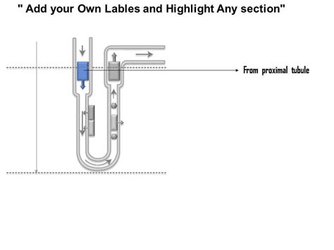 0714 Countercurrent Multiplier Hypothesis Medical Images For Powerpoint | Templates PowerPoint ...