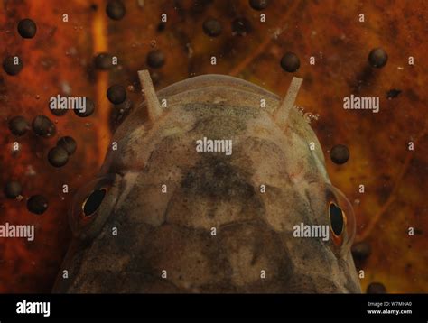 Dwarf snakehead (Channa gachua) feeding on frog eggs in a pond ...