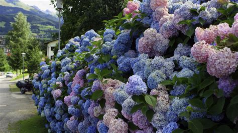 🔥 [120+] Hydrangea Desktop Wallpapers Free | WallpaperSafari