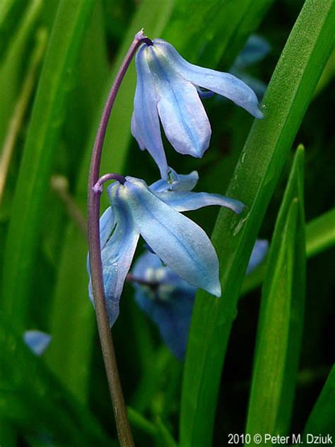 Scilla siberica (Siberian Squill): Minnesota Wildflowers