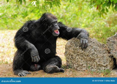 Chimpanzee Laughing Royalty Free Stock Photos - Image: 20737658