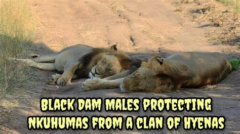 An interesting interaction between a clan of Hyenas, Nkuhuma Pride and two Black Dam lions - YouTube