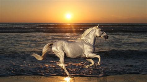 Running Horse on Beach | HD Wallpapers