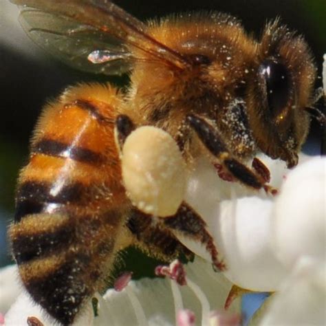 macro of bee with pollen sacks | Bee keeping, Honey bee photos, Bee