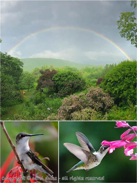 Hummingbirds Rainbow - Flower Hill Farm Retreat