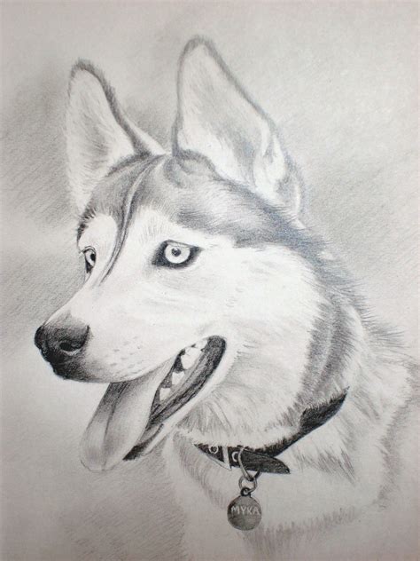 Charcoal Drawing Siberian Husky | Husky Drawing A husky named myka ...