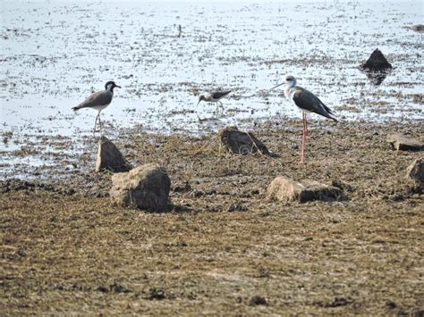 Wetland birds stock photo. Image of birds, amazing, wetland - 129059464