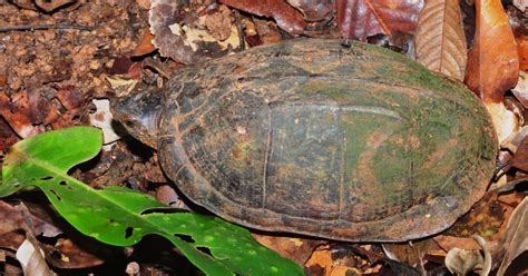 Scorpion Mud Turtle (Kinosternon Scorpioides) - All Turtles