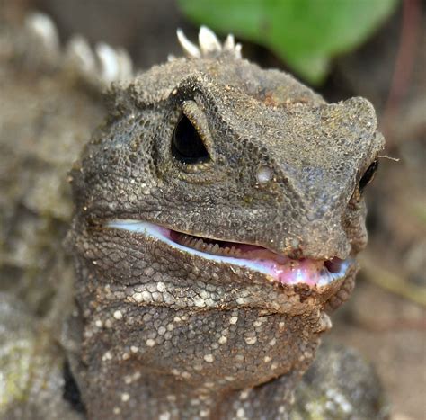 Climate presents challenge for tuatara | Otago Daily Times Online News