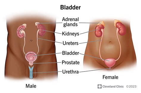 Female Anatomy Urination