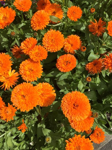 Calendula - October's Flower - Suttons Gardening Grow How