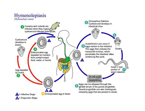 Dwarf Tapeworm Life Cycle Photograph by Cdc/science Photo Library - Fine Art America