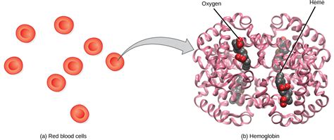 Transport of Oxygen in the Blood | Biology for Majors II