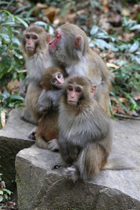 Feral Rhesus Monkeys Living in Zhangjiajie National Park China Stock Image - Image of mamals ...