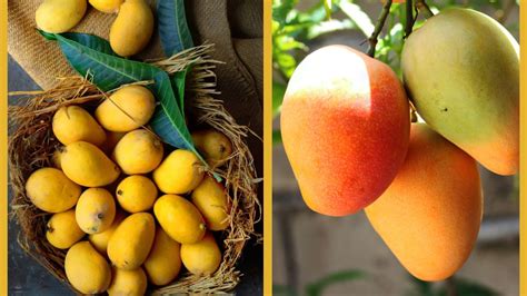 Benefits Of Mangoes: 7 Healthy Reasons Why This Fruit Is A Must Have In ...