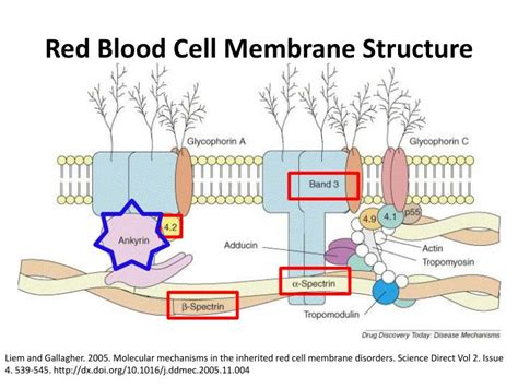 PPT - Hereditary Spherocytosis PowerPoint Presentation - ID:2117076