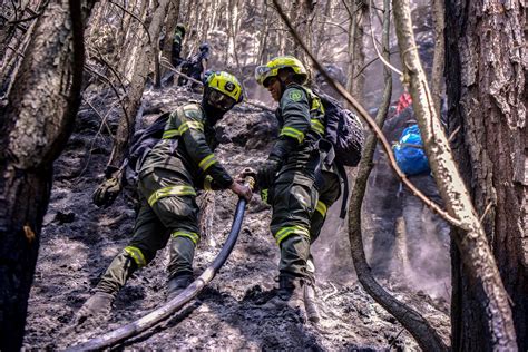 Invasive vegetation stoking fierce Bogota fires