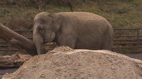 Elephant Abuse Circus Owner Found Guilty | UK News | Sky News