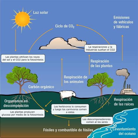 El Ciclo Del Carbono Qué Es Cómo Funciona Y Su Importancia Resumen | Images and Photos finder