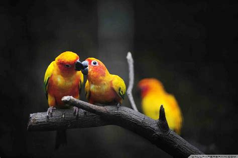 Lovebirds Wallpaper (56+ images)