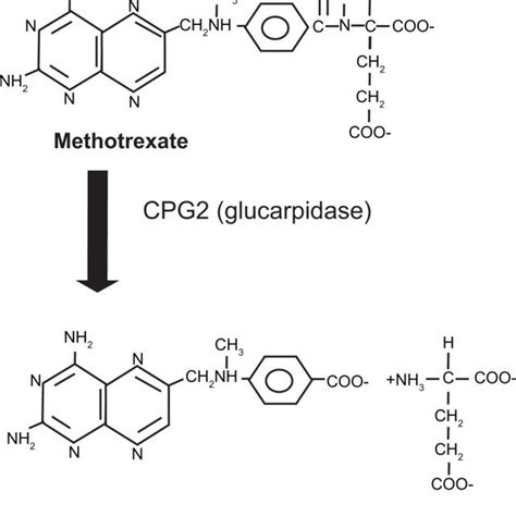 Structures of folic acid, aminopterin and methotrexate. Note:... | Download Scientific Diagram