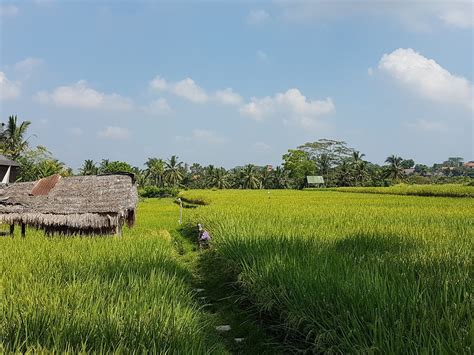 Sawah's | Foto | INDONESIA 2019